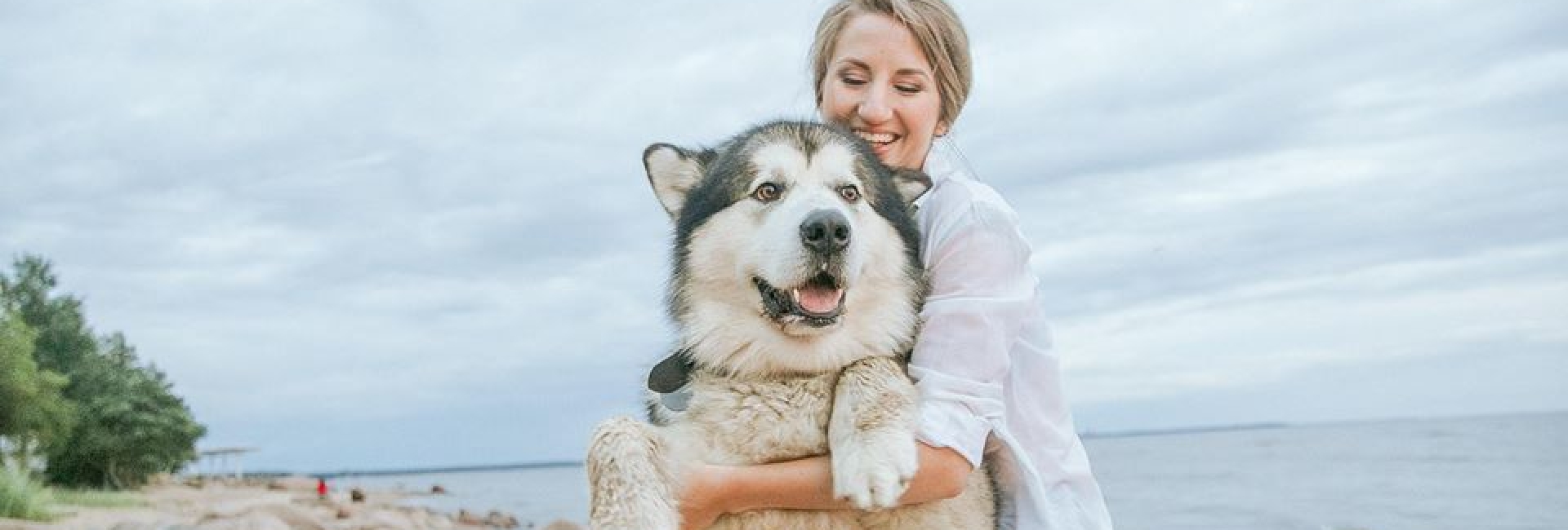 Adiestramiento Canino.