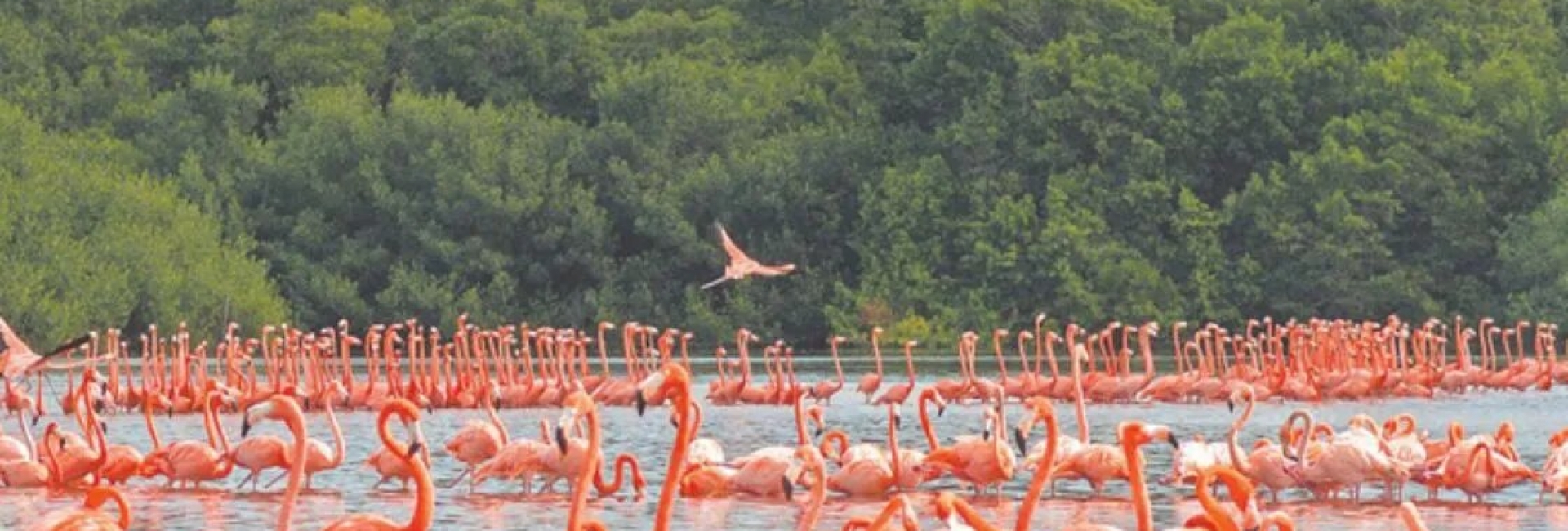 Celestún, paraíso maya.
