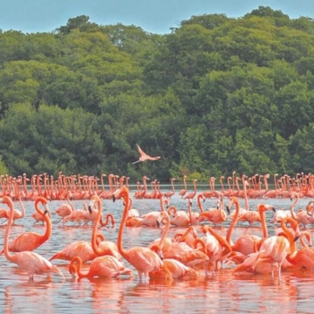 Celestún, paraíso maya.